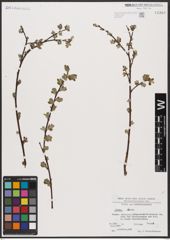 Foto von Salix aurita L.